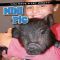 [You Have a Pet What?! 01] • Mini Pig